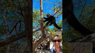 Wild Monkeys 🐒 Takes Tourists by Surprise at Costa Rican Beach [upl. by Einhapets]