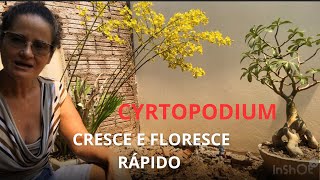 Assim seu cyrtopodium cresce e floresce rápido [upl. by Akyre]