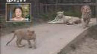 Male Tiger attacks Cub After that  the tiger got owened [upl. by Ettecul]