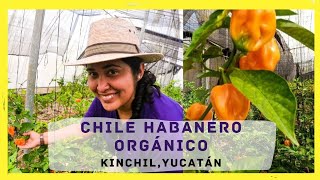 LA PRODUCCIÓN DEL CHILE HABANERO EN YUCATÁN 🔥KINCHILES  Moyita Explorando [upl. by Caldeira]