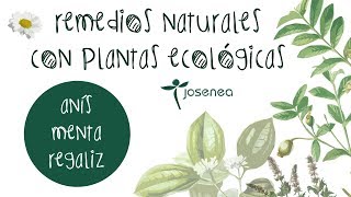 REMEDIOS NATURALES CON PLANTAS ECOLÓGICAS ANÍS MENTA REGALIZ [upl. by Ahtanaram]