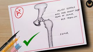 How to Draw Human Ball amp socket joint diagram  Human Hip Joint Drawing [upl. by Eilliw]