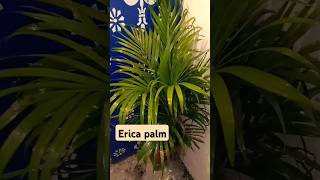 🌴 Erica 🌴 palm 🌴garden flowers gardening plants terracegarde Ericepalm [upl. by Sandeep]