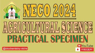 NECO 2024 AGRICULTURAL SCIENCE PRACTICAL SPECIMENS [upl. by Reivax]