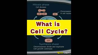 What is Cell Cycle  Quick Learn cell cycle cellcycle biology [upl. by Harolda]