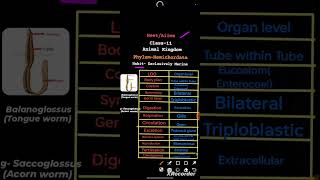 NEETAIIMS  Animal Kingdom  Class11  Phylum Hemichordata neet physicswallah alakhpandey [upl. by Raseta]