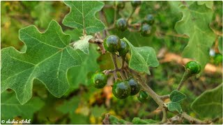 Solanum violaceum  Khumka  তিতবেগুন [upl. by Nnairrek84]