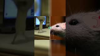 Discovering the Ticklish Secrets of Rats A Brain Study [upl. by Keryt]