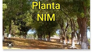 Benefícios da planta NimNeem [upl. by Kaitlynn775]