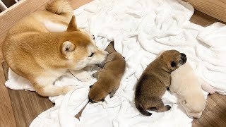 【柴犬 子犬】むちむち度が増してきた生後7日目の子犬 [upl. by Yorled]