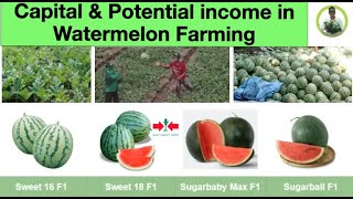 Cost amp Return in Watermelon Farming Magkano ang Capital at Potential Income sa Watermelon Farming [upl. by Tandi]