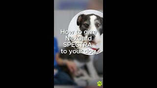 How to give NexGard Spectrea to your dog [upl. by Jezebel420]