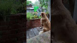 Teed barish dekh raha hai ☔ My golden retriever dog 🐕 [upl. by Madai517]