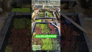 ALLELOPATHY IN THE FRESHWATER PLANTED AQUARIUM [upl. by Buke]