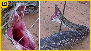 Top 45 Shocking Moments When Animals Were Electrocuted [upl. by Uziel]