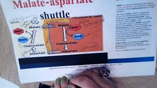 Video 6 Malate Aspartate Shuttle [upl. by Regnij]