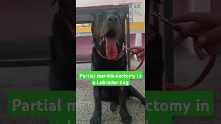 Partial mandibulectomy caudal to symphysis in a Labrador dogoral tumour treatmentdogdrrbk [upl. by Kaylee733]