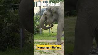 Elefant frisst Mais elefant augsburg zoo [upl. by Ynavoj]