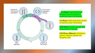 Cell Cycle  eukaryotic cell cycle introduction [upl. by Glynias]