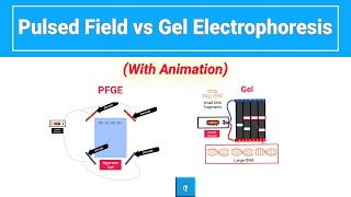 Pulsed Field vs Gel Electrophoresis with animation [upl. by Bailie888]