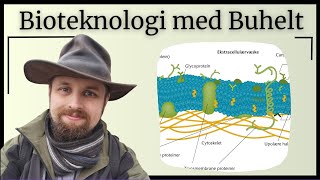 Bioteknologi  Cellemembranen og membrantransport [upl. by Warchaw]