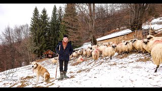 Sălașul pastoral din Slima Parang asezare imbratisata de culmi valurite al fam Galatan Nicolae [upl. by Riddle181]