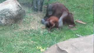 Орангутан Orangutan Moscow Zoo [upl. by Ttsepmet]