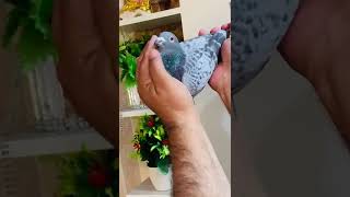 Beautiful racer pigeon [upl. by Druci]