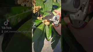 NÍSPEROAclareo de florCómo hacer nísperos gordos🍋elmanualdelagricultor nispero poda [upl. by Salisbury430]