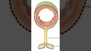 🤔¿PERITONEOMESENTERIOEPIPLÓN 🤔 doctor sabiasque medicina peritoneo [upl. by Luelle]