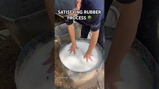 Satisfying Rubber Processing 🌳 Most relaxing rubber extraction shorts satisfying rubber nature [upl. by Nnylasor837]