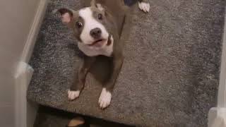 Eighteen weeks old staffy barking with Chihuahua background barking [upl. by Oikim]