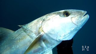 spearfishing amberjack 10kg  אינטיאס בצלילה חופשית [upl. by Ordnasil]