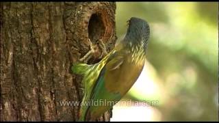 Great Himalayan Barbet Megalaima virens [upl. by Iba908]