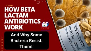 BetaLactam Antibiotics How They Work amp Why Resistance Occurs Explained [upl. by Aenneea]