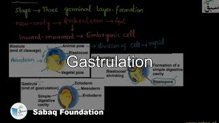 Gastrulation Biology Lecture  Sabaqpk [upl. by Orelee]