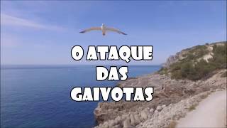 Ataque das gaivotas parte 2 [upl. by Asilem]