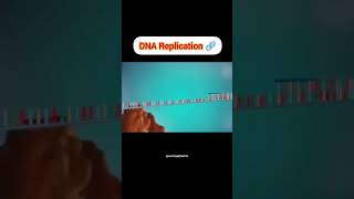 DNA Replication 🧬 four major stagesinitiationunwindingprimersynthesiselongation DNApolymerase [upl. by Greff]