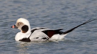 Longtailed duck [upl. by Merissa]