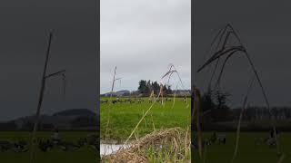 Another one bites the dust shorts wildlife oregon pnw outdoors hunting goose [upl. by Clementius]