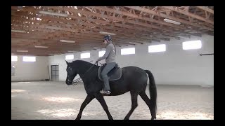 Course with Marius Schneider Warsaw April 2017 Academic Art of Riding [upl. by Langley926]