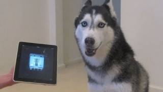 Husky Dog Sings with iPAD  Better than Bieber now on iTunes [upl. by Jacy]