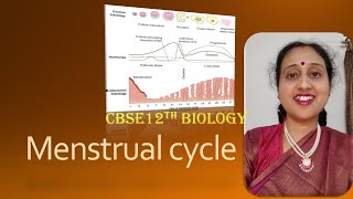 MenstrualCycleFemaleReproductivesystemProliferativephaseLutealPhaseCBSE12thBiology [upl. by Attenrad]