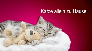 Katze alleine zu Hause  was macht sie den ganzen Tag [upl. by Kai]