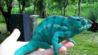 Blue Nosy Be Panther Chameleon [upl. by Yhcir]