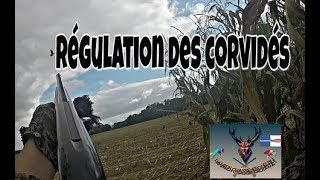 régulation des corvidés [upl. by Adihahs]