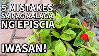 5 MISTAKES SA PAG AALAGA NG EPISCIA  Plant Care for Beginners [upl. by Mycah472]