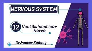 The Vestibulocochlear Nerve CN VIII  DRYASSER SEDDEG دياسر صديق [upl. by Baerl]