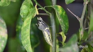 Lifecycle of Lime Butterfly papilio demoleus from egg to adult real life HD [upl. by Ekenna]