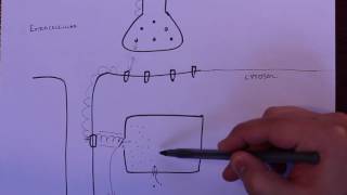 LPA 4B  Excitation Contraction Coupling [upl. by Maurili]